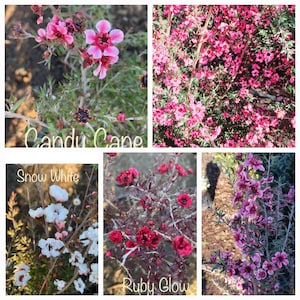 May include: A collage of four images showing different varieties of  'Leptospermum scoparium' or 'Manuka' plants in bloom. The varieties shown are 'Candy Cane', 'Snow White', 'Ruby Glow', and a fourth variety with pink flowers.