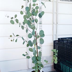 Live Eucalyptus Red Box / Silver Dollar youngand healthy come with, One gallon pot .