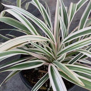 Live Phormium Duet / New Zealand Flax