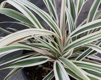 Live Phormium Duet / New Zealand Flax