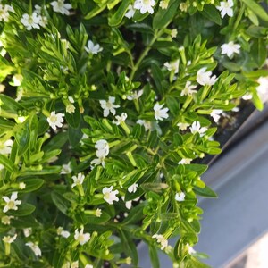 Live Mexican Heather / Cuphea Hyssopifolia the colors  purple and  white    and  pink. come with a  4inch pot