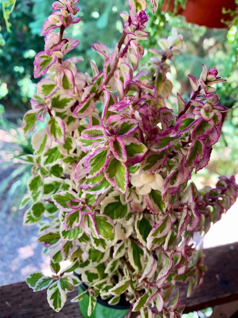 Live Candy Kisses Plant/ Hemizygia / Syncolostemon Etsy