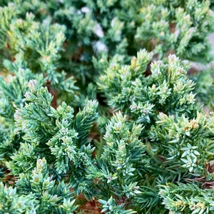 Live Japanese Garden Juniper/ Juniperus Procumbens NANA come with a one-gallon pot.
