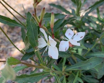 Live passionate Blush Gaura ( 2 colors available:rainbow / white)/ wandflower/ Gaura Lindheimeri