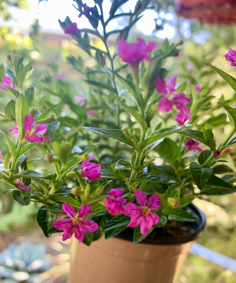 Live Mexican Heather / Cuphea Hyssopifolia image 1