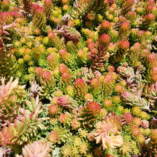 Live Angelina Stonecrop / Rocky Stonecrop / Sedum Rupestre  Angelina