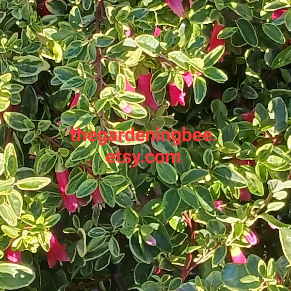 Blooming now!! Correa Wyn’s Wonder/ Variegated Australian Fuchsia, One gallon pot