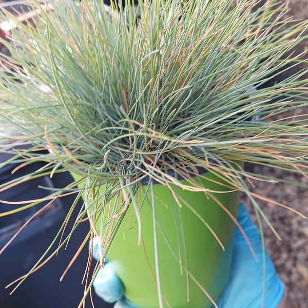 Festuca blue