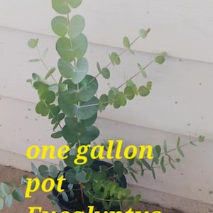 May include: A Silver Dallas eucalyptus plant with rounded, silvery-green leaves growing in a black one gallon pot. The text "one gallon pot Eucalyptus silver Dallas" is overlaid in yellow across the lower portion of the plant and the container.