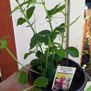 May include: A potted Sweet Pea 'Knee High Mix' plant with vibrant green leaves and tendrils. The plant is in a brown pot, and a label displays the plant's name and a colorful image of the flowers. The plant is held by a person.