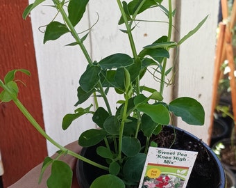 Sweet pea knee high mix 4 inch pot