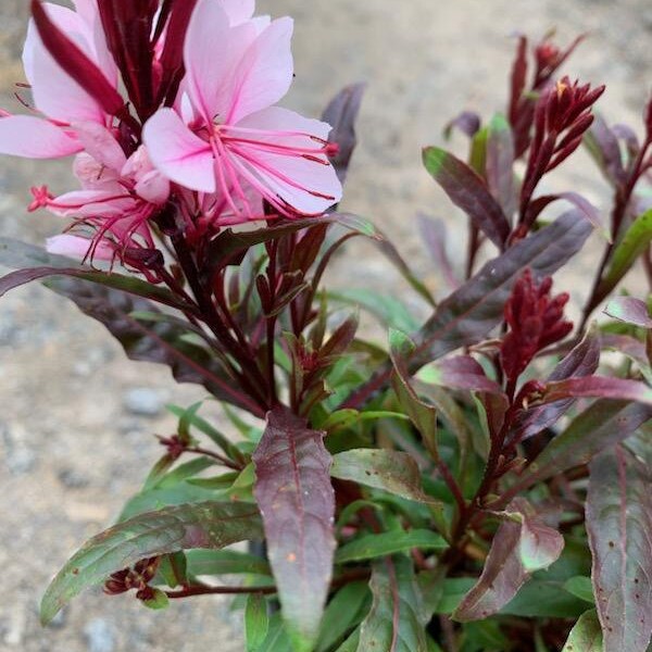 Live passionate Blush Gaura ( 2 colors available:rainbow / white)/ wandflower/ Gaura Lindheimeri