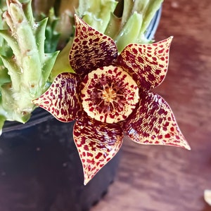 Live Starfish Cactus / Orbea Variegate