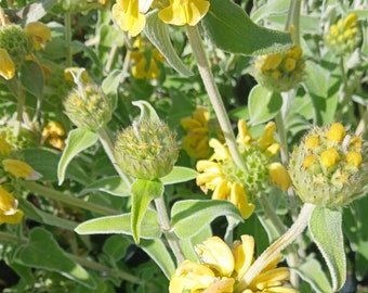 Blooming! Live Jerusalem Sage come with a one-gallon.