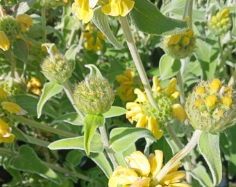 Blooming! Live Jerusalem Sage