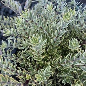 Live Coast Rosemary / Morning light Westringia Fruticosa, One gallon pot image 2