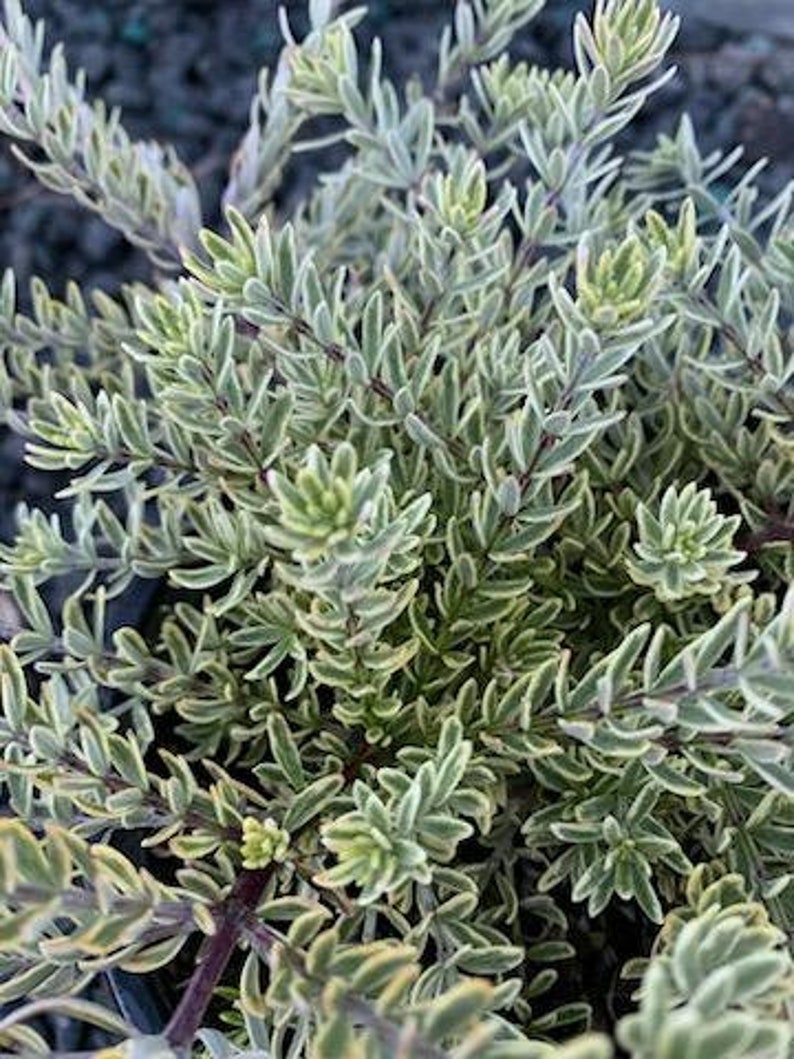 Live Coast Rosemary / Morning light Westringia Fruticosa, One gallon pot image 2