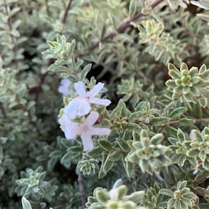 May include: A close-up of a small, white flowering bush with green leaves. The leaves have a silvery sheen.