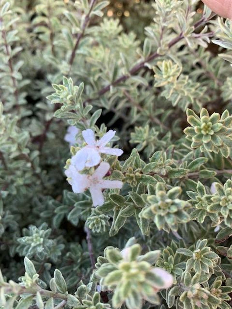 Live Coast Rosemary / Morning light Westringia Fruticosa, One gallon pot image 1