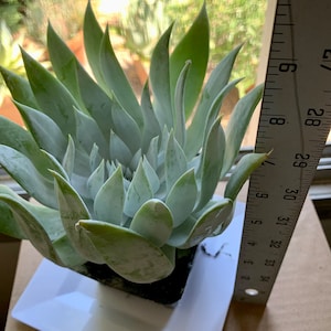 May include: A silvery-green succulent plant with long, pointed leaves growing in a white square pot. The plant is about 7 inches tall and is sitting on a white square plate. A ruler is visible in the background, showing the plant's height.
