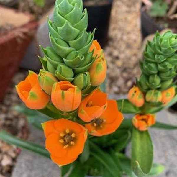 Blooming now! Live Orange Star/ Star of Bethlehem/ Ornithogalum Dubium