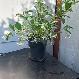 Live Star Jasmine / Trachelospermum Jasminoides come with a one-gallon pot