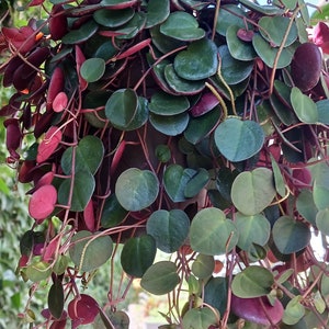 New arrival!! Fresh& healthy!  Live Ruby Cascade Peperomia ( 6 inch hanging basket )