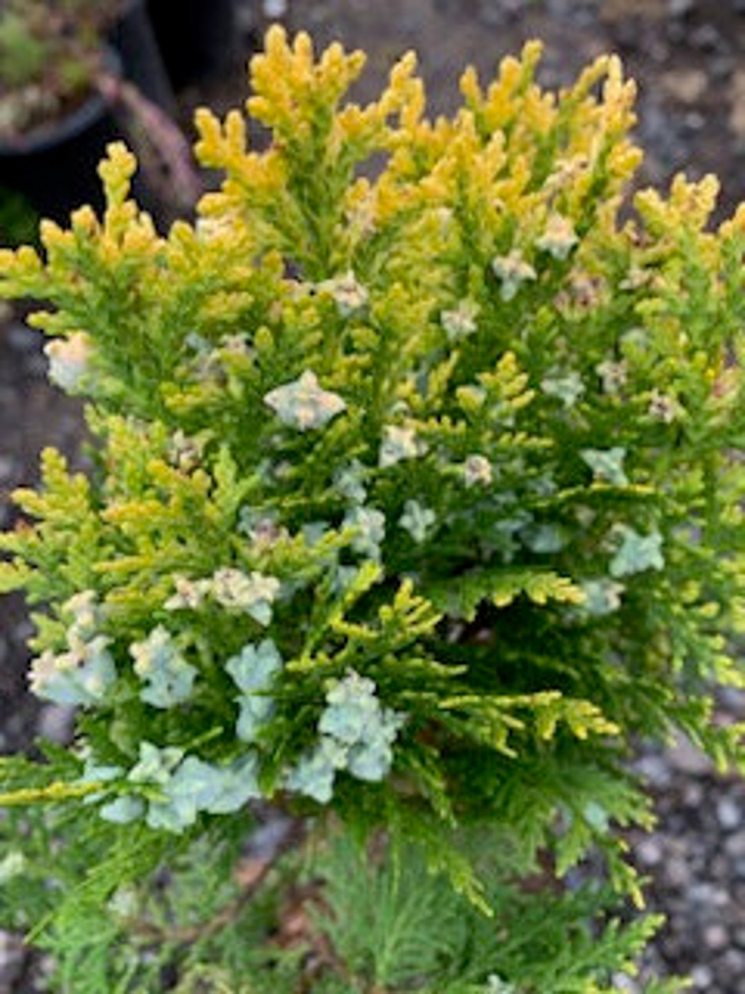 Live Northern/ Western Whitecedar / Thuja Orient / Golden Arborvitae