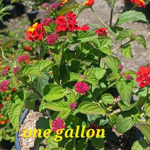 Lantanas vivas / vendidas individualmente: Varios colores, morado y amarillo vienen con una maceta de un galón.