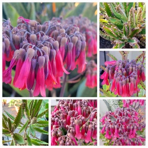 May include: Close-up of a cluster of pink and purple flowers with a bell-like shape. The flowers are in full bloom, with a vibrant color gradient. The image also shows green foliage in the background, creating a natural and colorful scene.