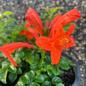 Live Cape Honeysuckle/ Tecoma Capensis come with a one-gallon pot