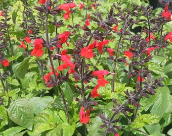 Live Salvia “ Forest Fire “