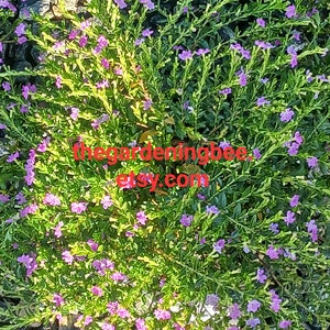 Live Mexican Heather / Cuphea Hyssopifolia image 5