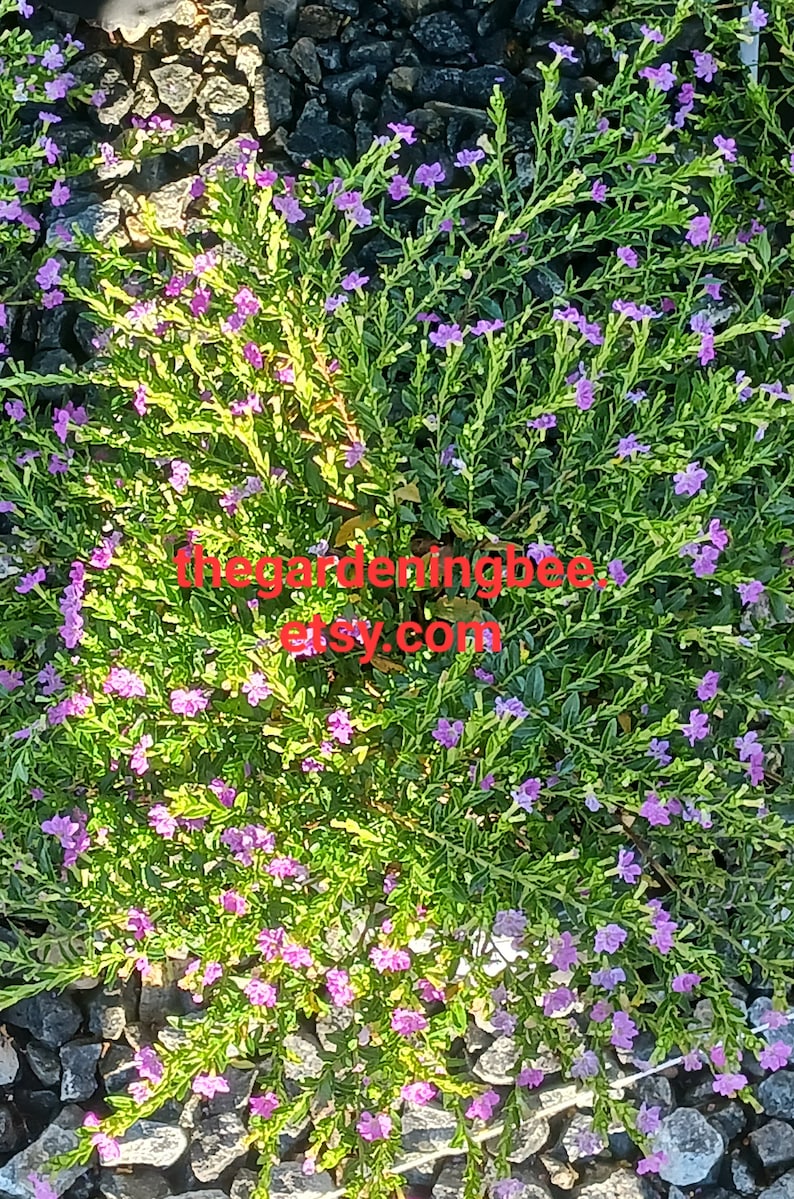 Live Mexican Heather / Cuphea Hyssopifolia image 5