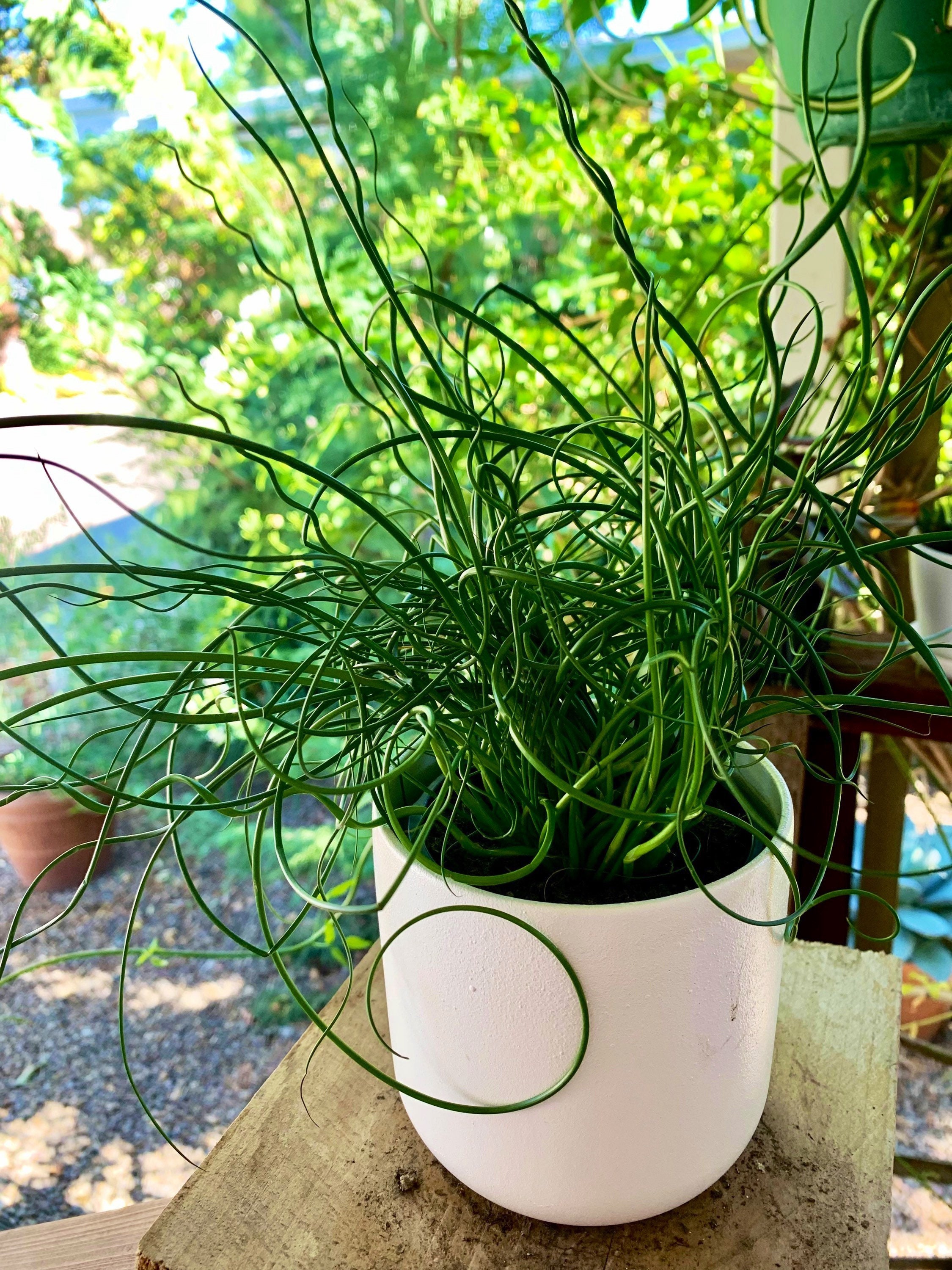 Spider Plant Ocean – The Fernseed