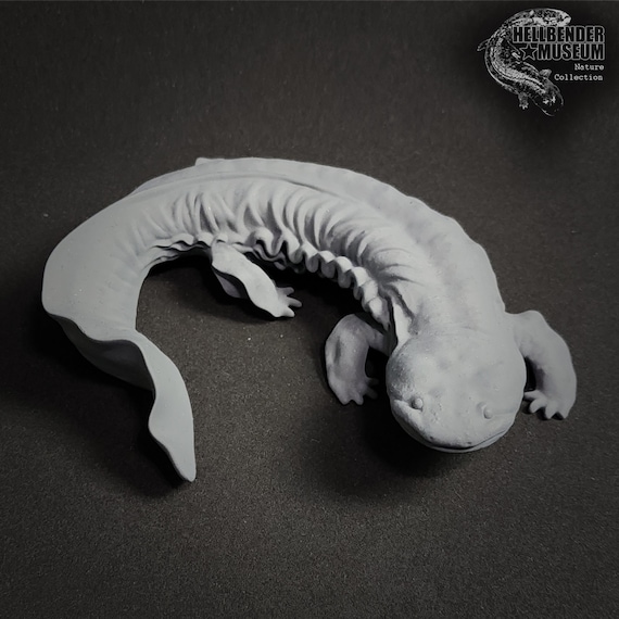 Hellbender Salamander cryptobranchus Alleganiensis Figure Half