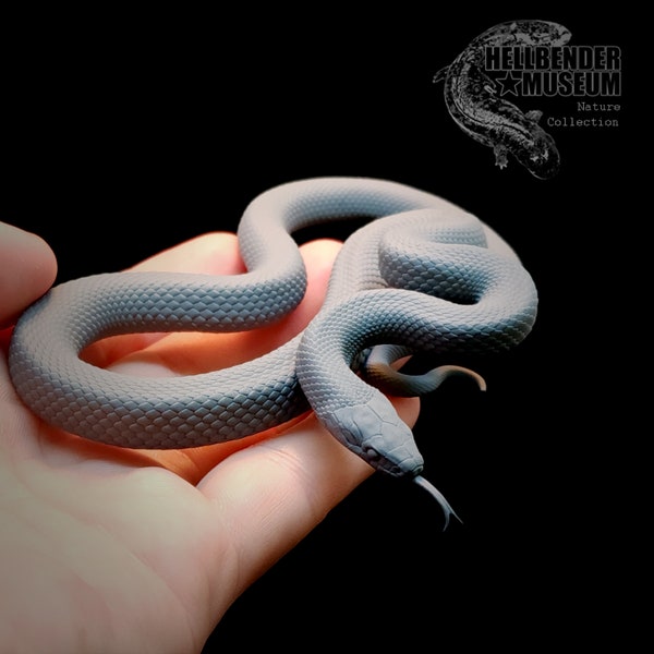 Serpiente de Esculapio (Zamenis longissimus) Figura 1:4 Sin pintar