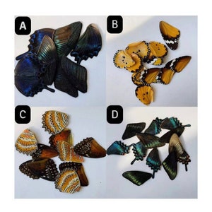 12 Assorted Butterfly Wings; Ethically-sourced Butterfly Wings; Farm-Raised Wings; Butterfly wings for crafts/ jewellery/ epoxy/ resin