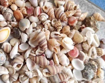 200 Shells, Spiral shells, natural shells, Sea shells, Cones,for Crafts;Epoxy/Resin Crafts;Decor SeaShell; Shells; Small Shells ;Beach Decor