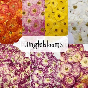 Roses pressées, roses séchées pressées, fleurs roses rouges pressées pour résine/artisanat/bricolage/bijoux époxy/décorations/découverte de jardin/décoration de mariage/cartes HYLX