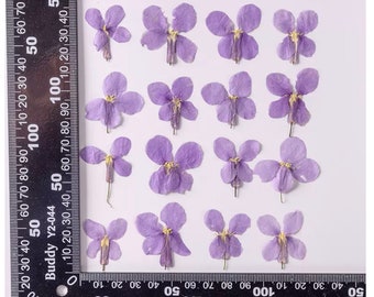Pressed VioletFlowers; Pressed Dried Violet Flowers; Pressed Purple Flowers for Resin/Art Crafts/DIY/Jewellery/Epoxy/Forest Find/Garden Find