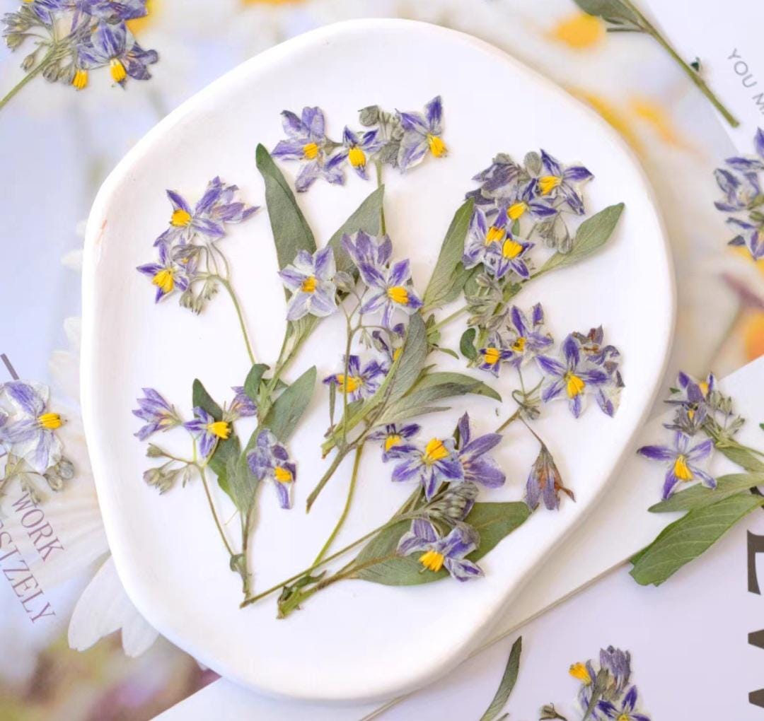 Set of 100 Pressed Lavender Iris ;Pressed Dried Lavender;Pressed Iris Flower for Resin/Art Crafts/DIY/Jewellery/Epoxy/Forest Find/Garden HQY