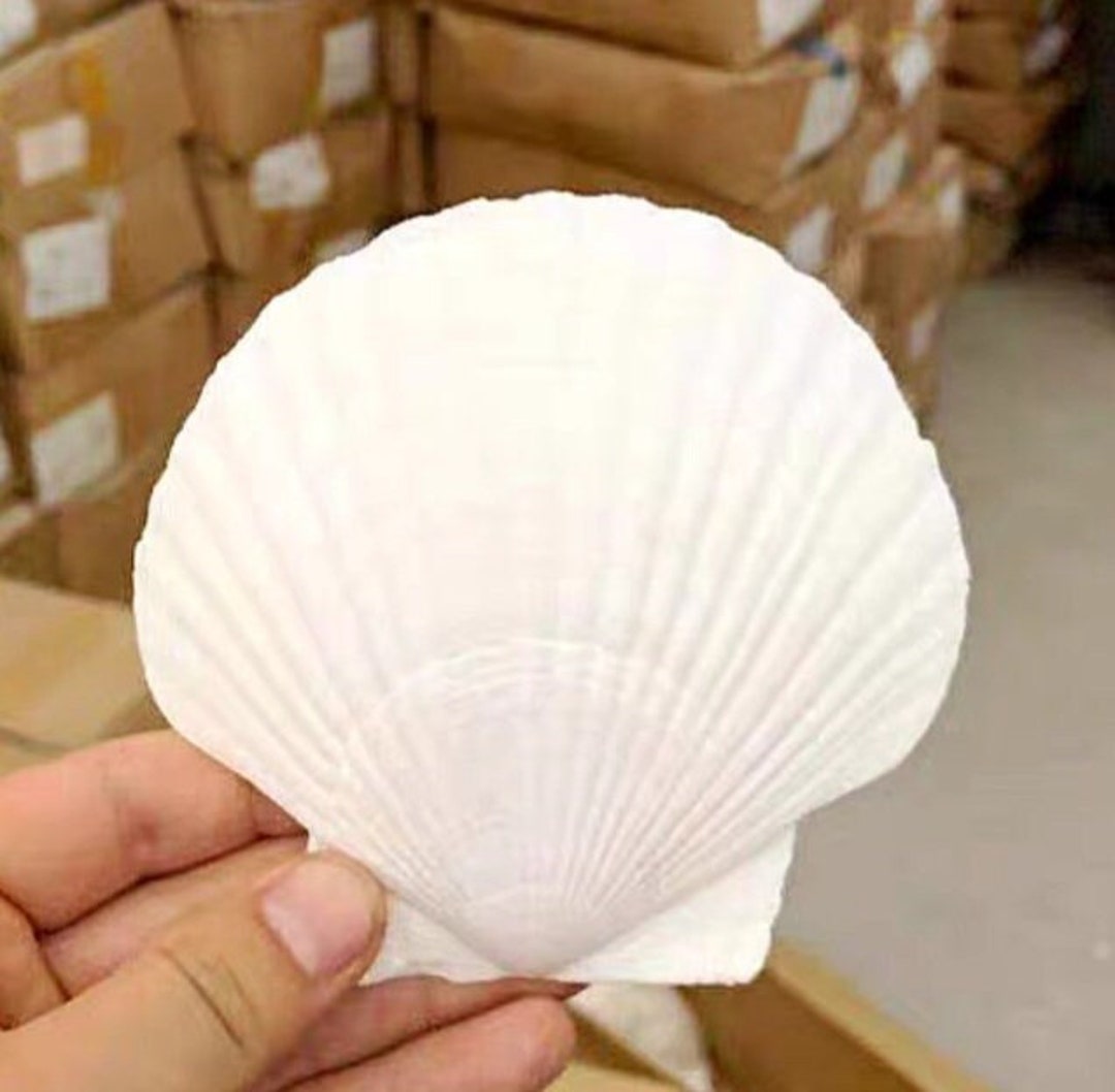 2 PCS Carved Turbo Shells Orange Mouth Turbo Petholatus Hermit Crab Seashell Collection Coastal Home Decor Accent Vase Filler