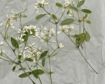 12 Pressed White Flowers;Pressed Dried White Flowers; Pressed Flowers for Resin/Art Crafts/DIY/Jewellery/ Epoxy/Forest Find/Garden Find HYLX