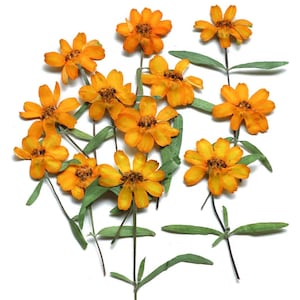 20 Pressed Zinnia Flowers; Pressed Chrysanthemum;Pressed Daisy;Pressed Marigold; Pressed Flowers for Resin/Art Crafts/DIY/Jewellery/Epoxy LH