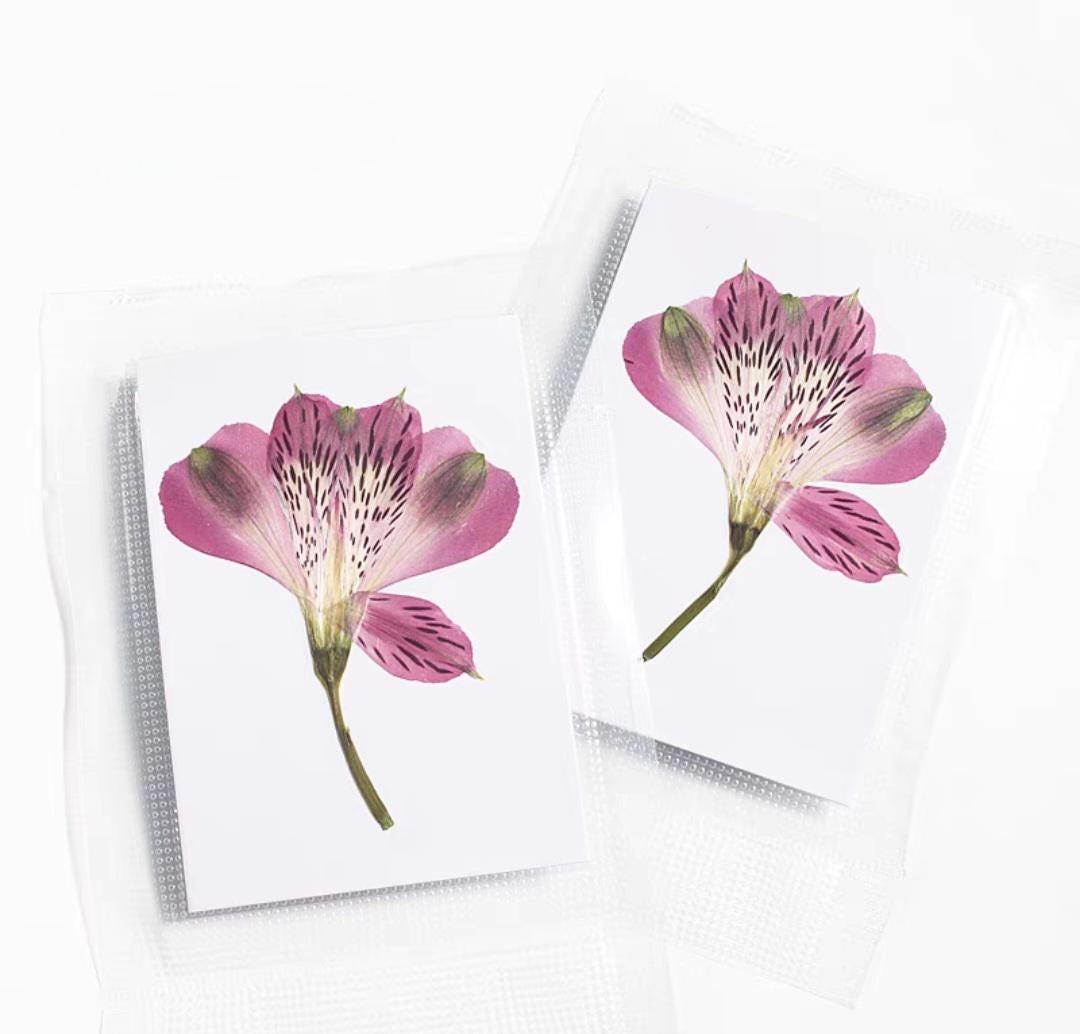 3/5/10 Pressed Lily Flowers;Pressed Dried Lily Flowers;Pressed Lily Flowers for Resin/Crafts/DIY/Jewellery/Epoxy/Scrapbooking/Wedding Decor