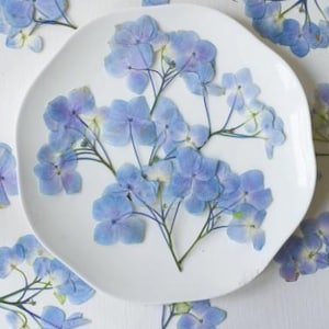 12/60 geperste blauwe hortensiastelen; geperste gedroogde hortensia; geperste hortensia voor ambachten/scrapbooken/hars/doe-het-zelf/bruiloft/epoxy/kaarten maken HQY