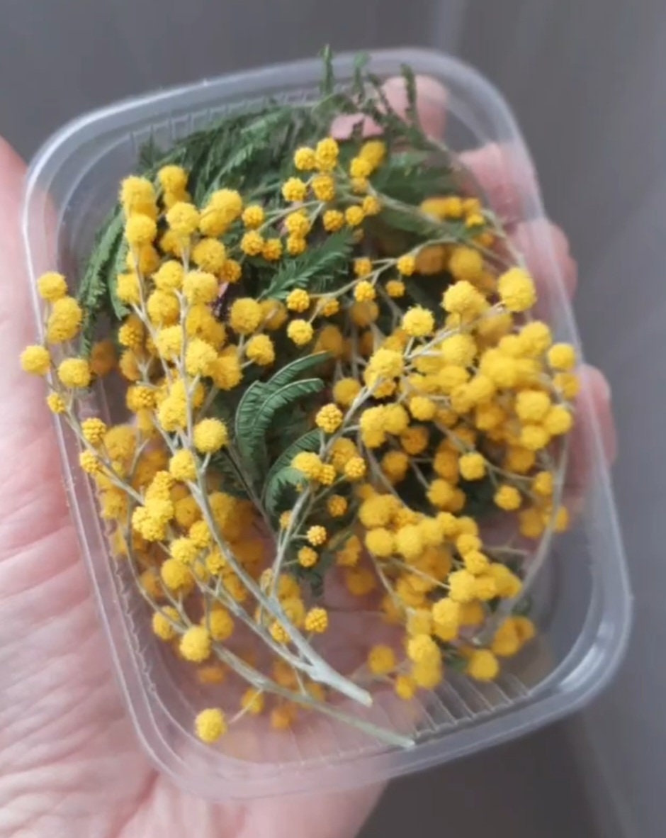 Dried Mimosa Flowers Dried Tiny Flowers Mimosa Flowers Christmas Yellow Flowers for Resin/art
