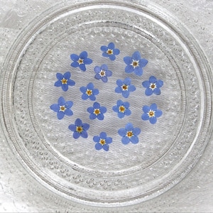 12 Pressed Forget Me Not; Pressed Forget Me Not Flowers; Dried Pressed Forget-Me-Not Flowers; Blue Forget-Me-Not Flowers