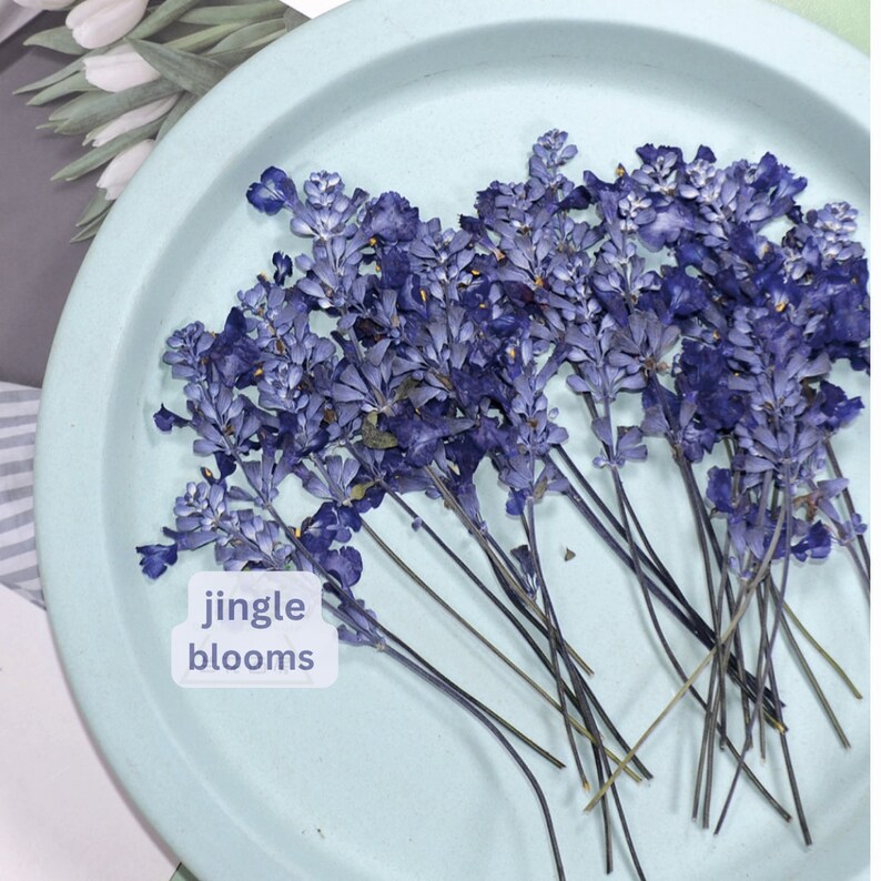 Pressed Lavender Pressed Dried Lavender Pressed Lavender Flowers for